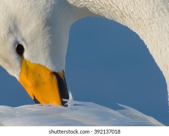 Whooper Swan 