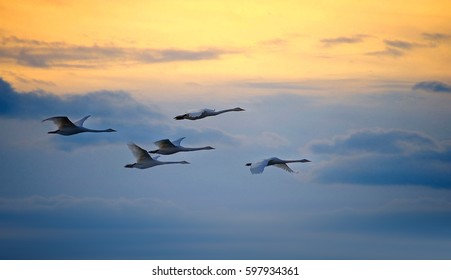 Whooper Swan