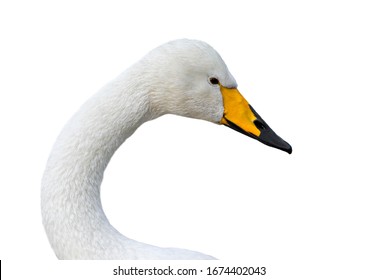 Whooper swan / common swan (Cygnus cygnus) close up of head against white background - Powered by Shutterstock