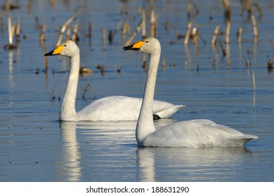 Whooper Swan Cygnus Cygnus