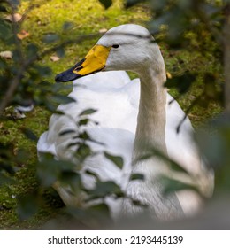 The Whooper Swan (Cygnus Cygnus)