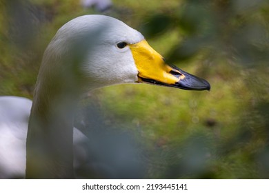 The Whooper Swan (Cygnus Cygnus)