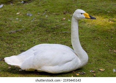 The Whooper Swan (Cygnus Cygnus)