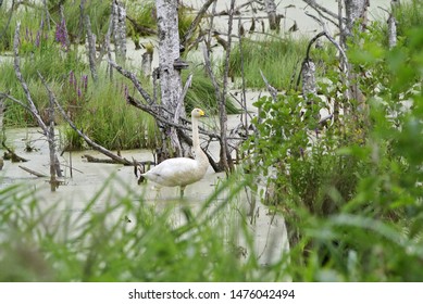 The Whooper Swan (Cygnus Cygnus), Also As The Common Swan, Pronounced Hooper Swan, Is A Large Northern Hemisphere Swan, Bialowieza National Park, Poland.