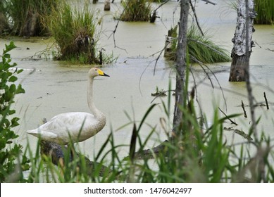 The Whooper Swan (Cygnus Cygnus), Also As The Common Swan, Pronounced Hooper Swan, Is A Large Northern Hemisphere Swan, Bialowieza National Park, Poland.