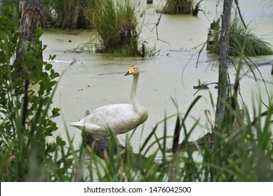 The Whooper Swan (Cygnus Cygnus), Also As The Common Swan, Pronounced Hooper Swan, Is A Large Northern Hemisphere Swan, Bialowieza National Park, Poland.