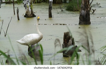 The Whooper Swan (Cygnus Cygnus), Also As The Common Swan, Pronounced Hooper Swan, Is A Large Northern Hemisphere Swan, Bialowieza National Park, Poland.