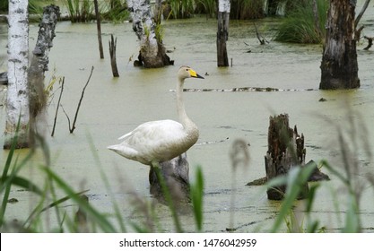 The Whooper Swan (Cygnus Cygnus), Also As The Common Swan, Pronounced Hooper Swan, Is A Large Northern Hemisphere Swan, Bialowieza National Park, Poland.