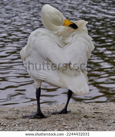 Whooper Swan (Cygnus Cygnus) grooming his feathers