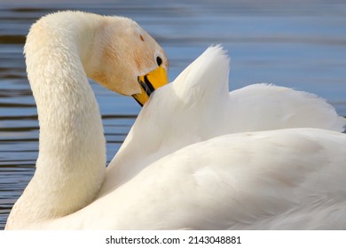 The Whooper Swan (Cygnus Cygnus) Is A Large White Bird With A Yellow And Black Beak. Portrait Of A Bird Grooming On The Water Of A Lake In France. Head Under The Inflated Wing. European Fauna