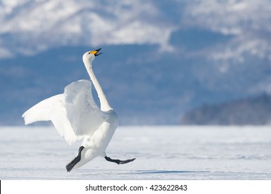 Whooper Swan (Cygnus cygnus) - Ready for Takeoff - Powered by Shutterstock