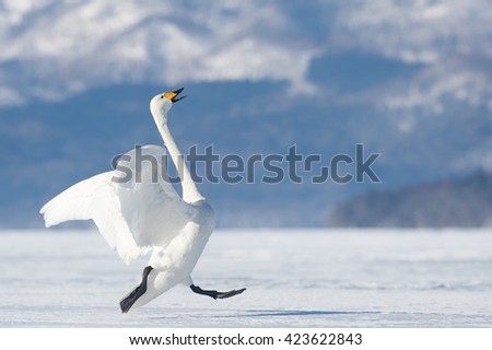 Whooper Swan (Cygnus cygnus) - Ready for Takeoff