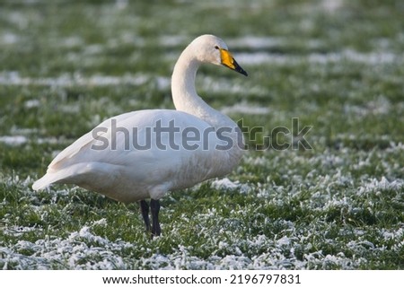 Whooper Swan (Cygnus cygnus) standing in meadow with hoarfrost, Emsland, Lower Saxony, Germany