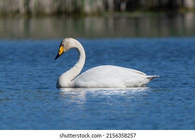 Whooper swan - Cygnus cygnus - swimming in blue water.The photo of this swan was taken at Milicz Ponds in Poland. Copy space available under and above the swan.