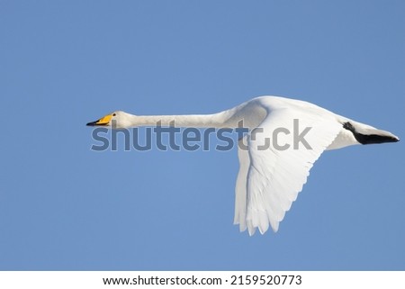 Whooper swan is large white migratory bird