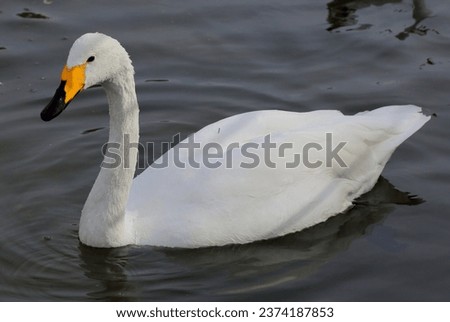 Whooper swan on the pond