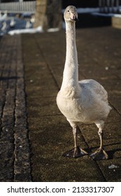 Whooper Swan On The Shore Of Tjörnin Pond