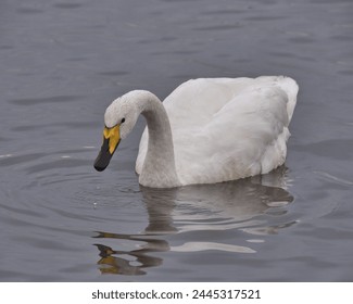 Whooper swan swimming on a pond. - Powered by Shutterstock