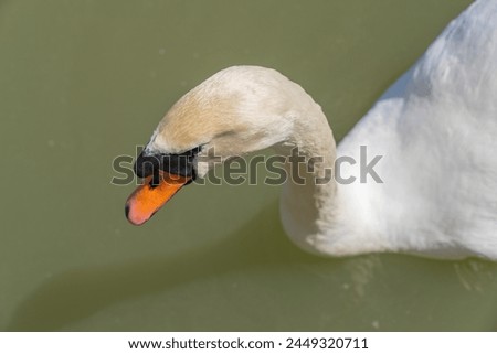 A whooper swan that seeks the company of people in sunny weather in a pond.