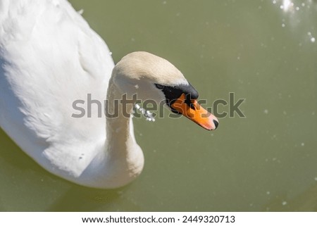A whooper swan that seeks the company of people in sunny weather in a pond.