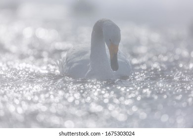 Whooper swan. Whooper swan in winter. Whooper swan from Japan. Wild animal from Hokkaido in wintertime.