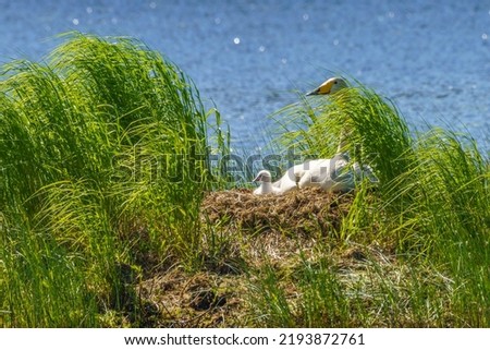 Whooper swans, Cygnus cygnus with chicks at their nest in a lake, boden county, norrbotten province,  Sweden