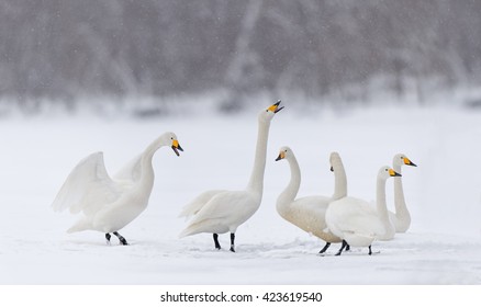 Whooper Swans (Cygnus Cygnus) - Group In Snow