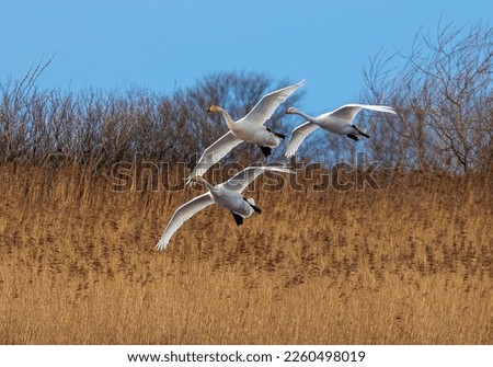 Whooper swans in flight and landing in a scottish loch