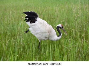 Whooping Crane