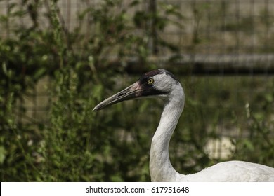 Whooping Crane