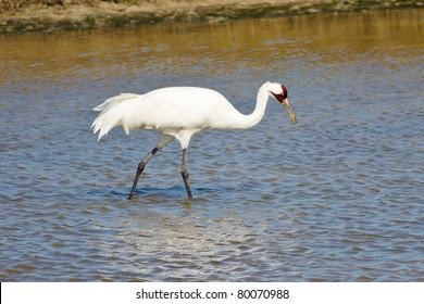 Whooping Crane