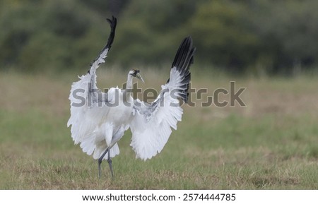 The Whooping crane in action