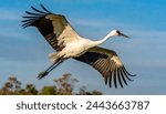 whooping crane - Grus americana - is an endangered crane species, native to North America named for its whooping calls flying in flight with blue sky and tree line background