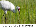 Whooping crane ( Grus Americana),beautiful cranes in north America.All the Whooping granes in the world is 757 pieces.