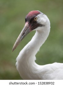 917 Whooping crane Images, Stock Photos & Vectors | Shutterstock