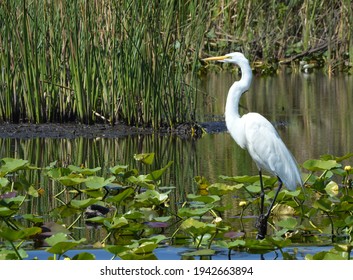 Whooping Crane In Lake Tohopekaliga