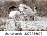 Whooping Cranes stretching in the early morning. 