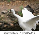 Whopping Crane bird close-up profile view with spread wings with background exposing its red crown on its head, eye, beak in its surrounding and environment.