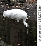 Whopping Crane bird standing tall with a nice foliage background enjoying its surrounding and environment while exposing its body, wings, head, long neck, beak.