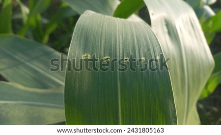 Whorl Feeding symptom of maize by Fall Army Worm