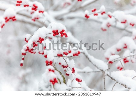 Whorls of holly after snow, red fruits covered with white snow