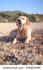 Who's A Good Boy Challenge With Our Golden Retriever