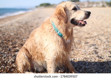 Who's A Good Boy Challenge With Our Golden Retriever