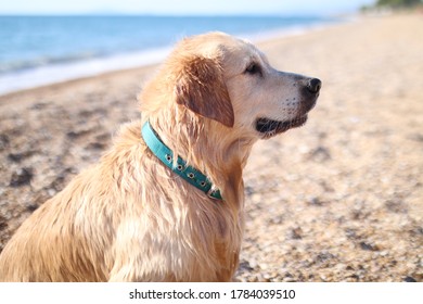 Who's A Good Boy Challenge With Our Golden Retriever