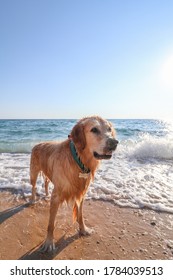 Who's A Good Boy Challenge With Our Golden Retriever