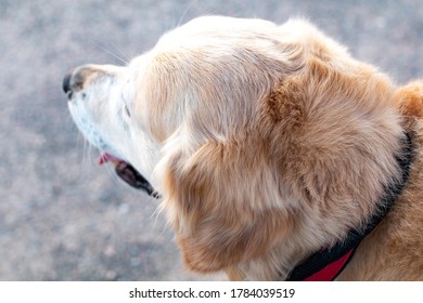 Who's A Good Boy Challenge With Our Golden Retriever