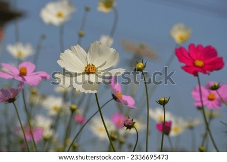 Similar – Image, Stock Photo Lemon butterfly fluttering in blue sky over corn poppy