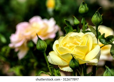 Whtie And Yellow Roses In A Garden