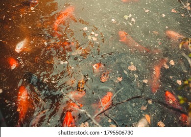 Wichita Kansas Sedgwick County Zoo Koi Pond