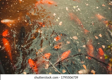 Wichita Kansas Sedgwick County Zoo Koi Pond